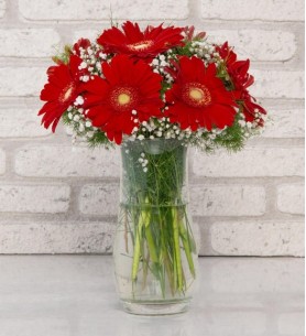  KIRMIZI  GERBERA ARANJMAN