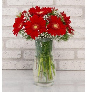  KIRMIZI  GERBERA ARANJMAN